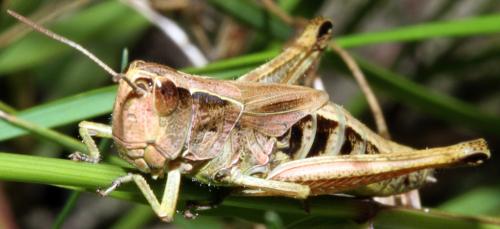 Réf. 326 840 : Pseudochorthippus parallelus